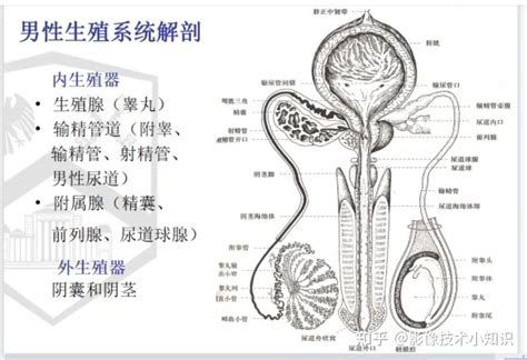 男性生殖器|人類陰莖